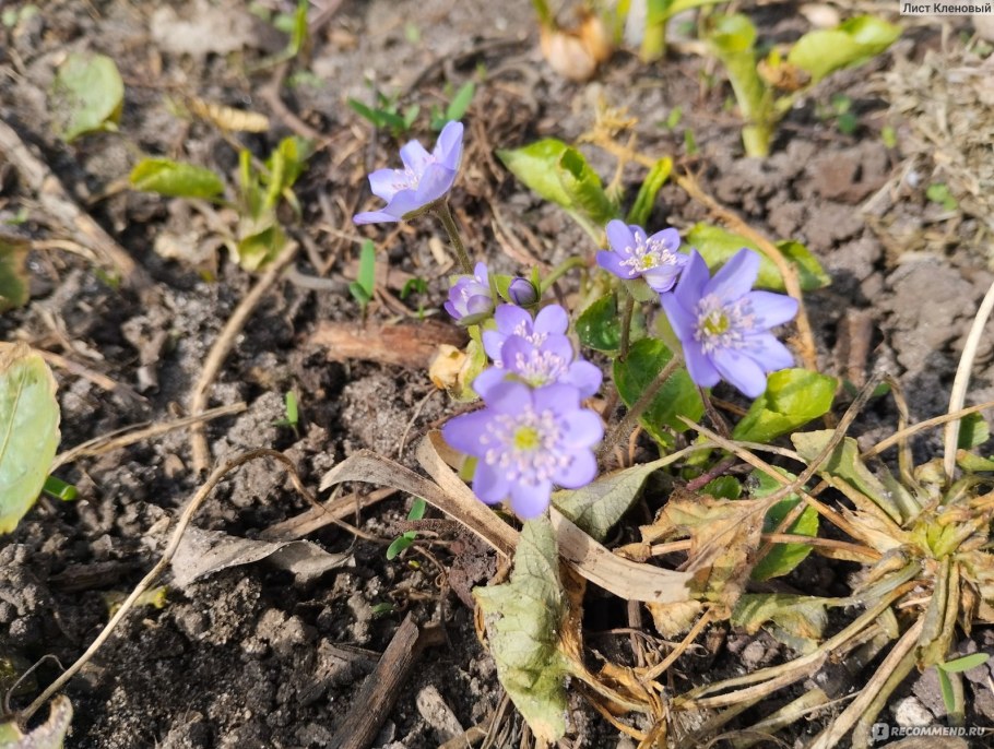 Печеночница Генри