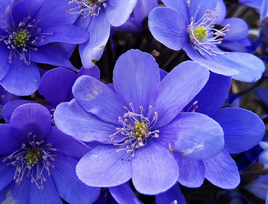 Печеночница благородная синяя махровая