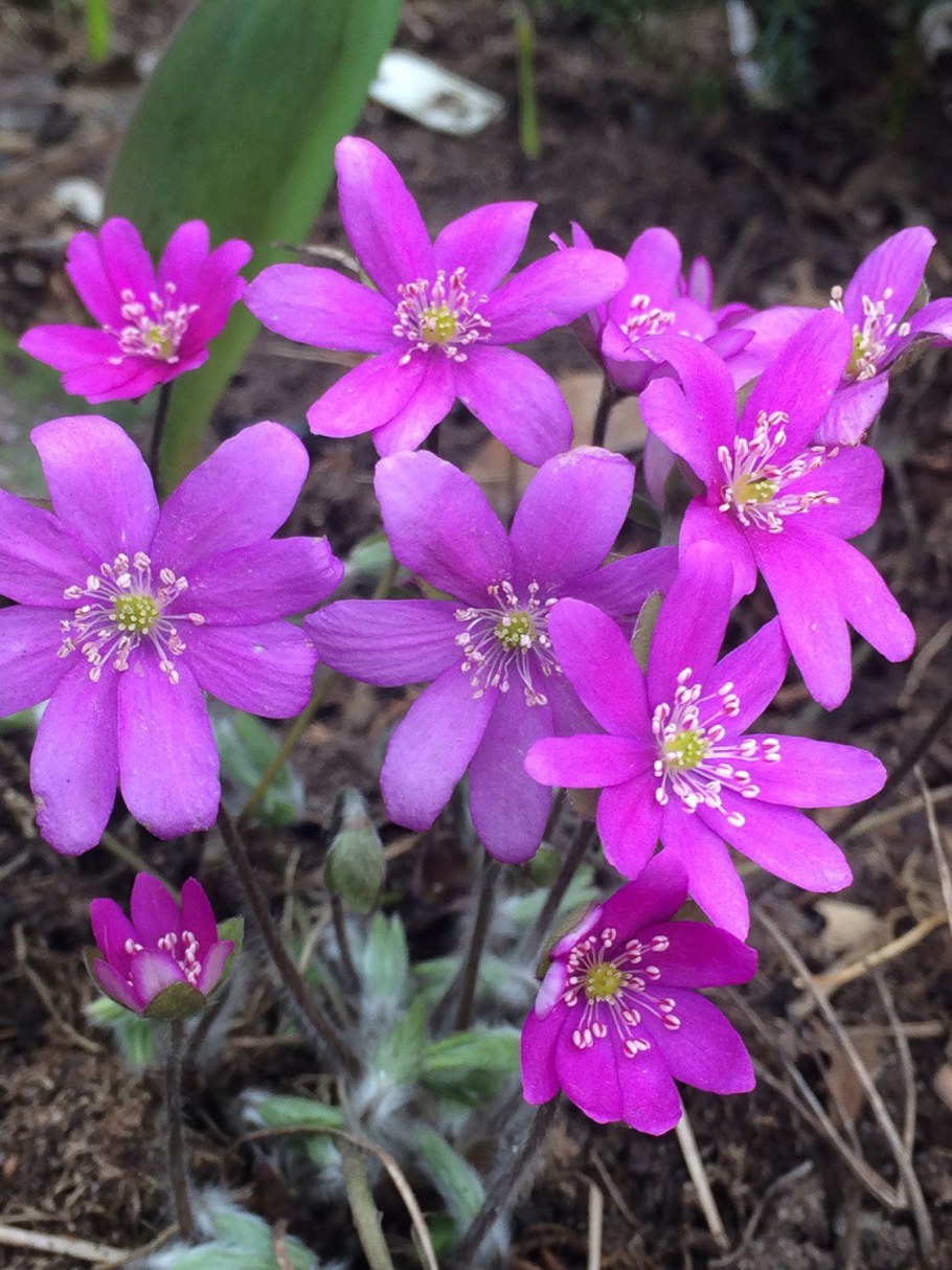 Цветок печеночница фото и описание