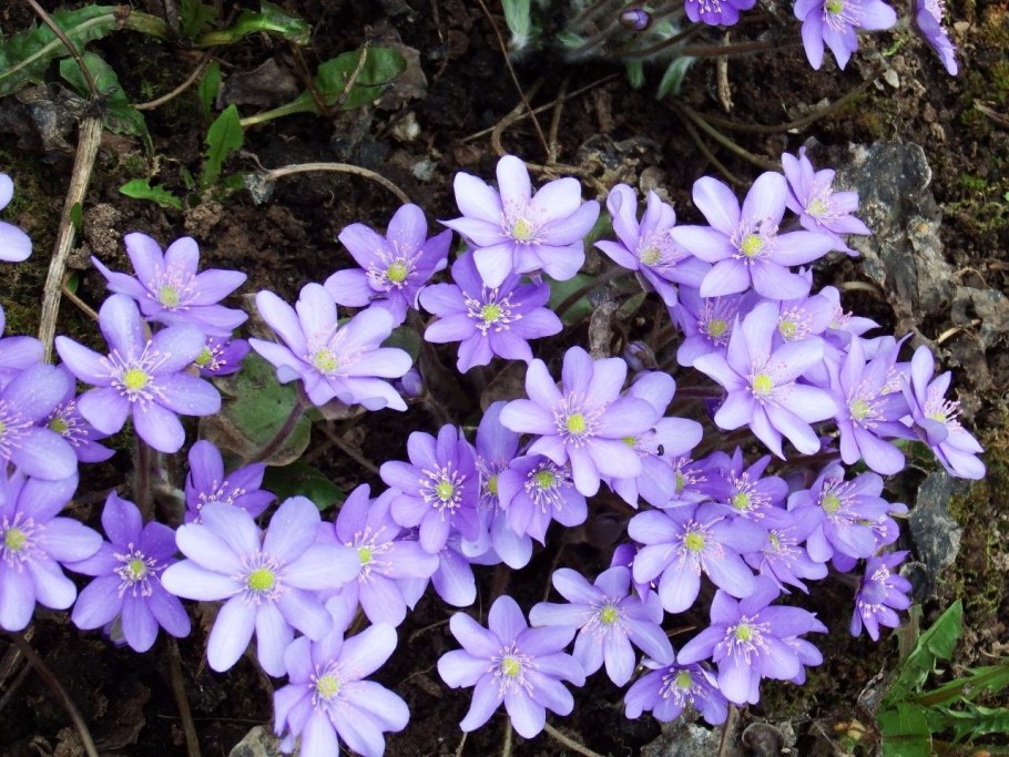 Печеночница трансильванская