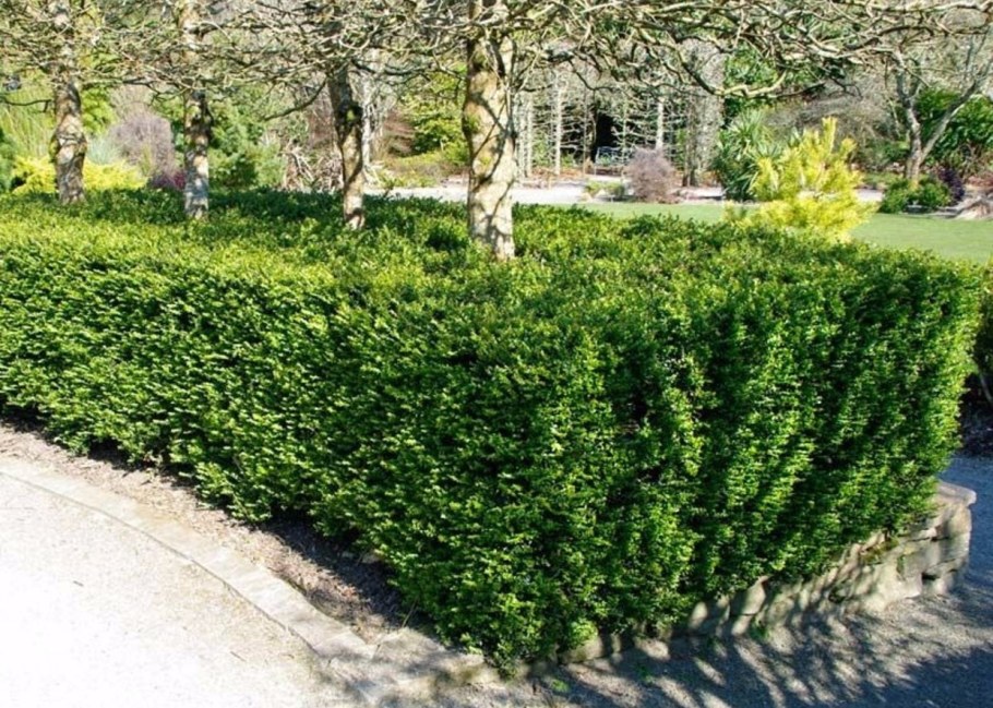 Живая изгородь Барбарис и спирея