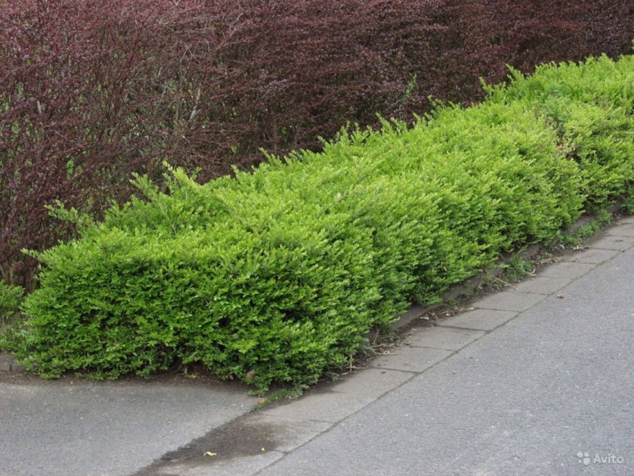 Жимолость блестящая Майгрюн