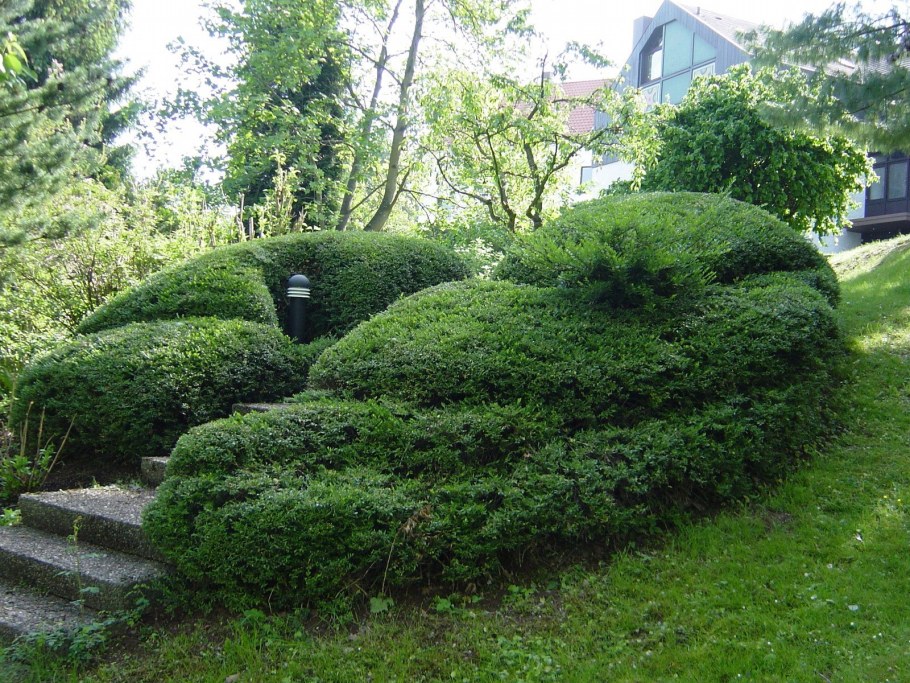 Кизильник Живая изгородь