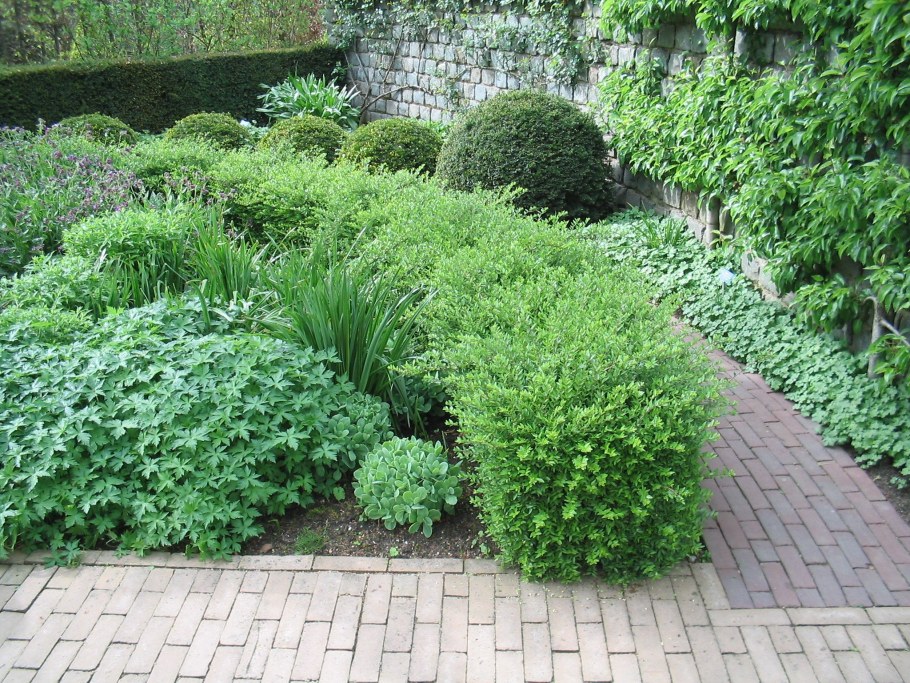 Жимолость шапочная