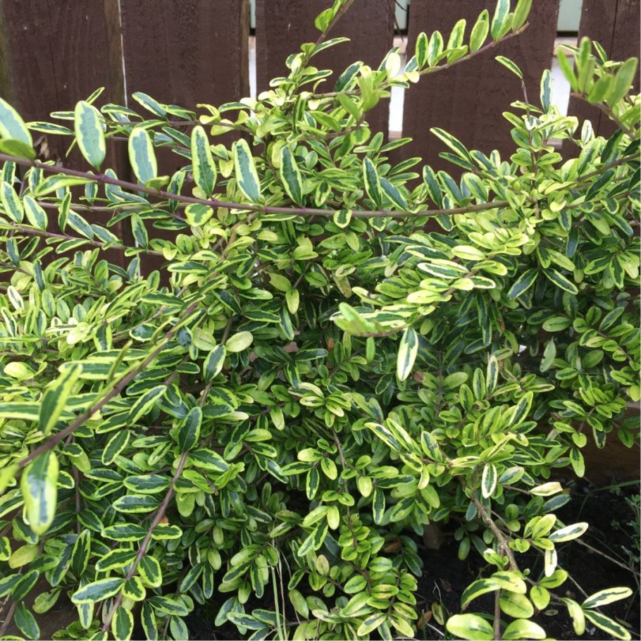 Жимолость блестящая (Lonicera nitida)