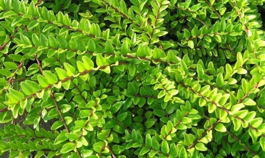 Жимолость блестящая Мaйгрюн