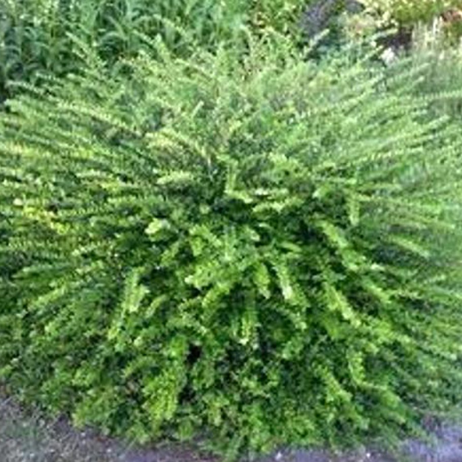 Жимолость Майгрюн