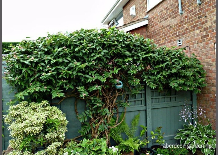 Жимолость вечнозеленая Генри