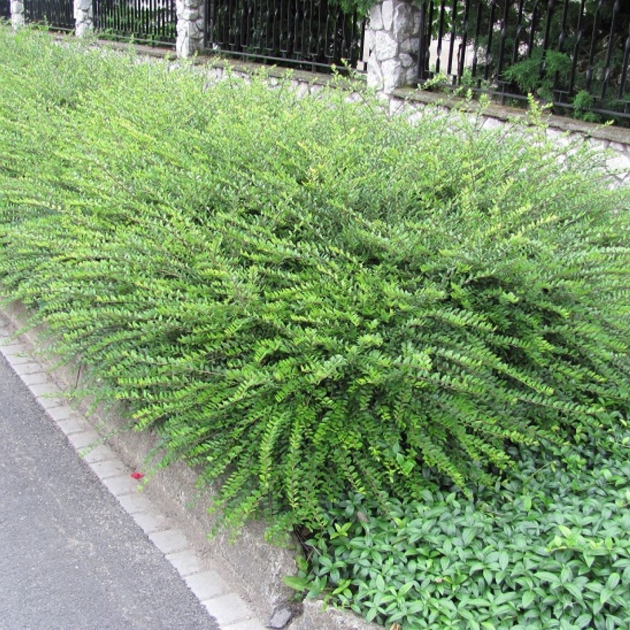 Жимолость блестящая Майгрюн