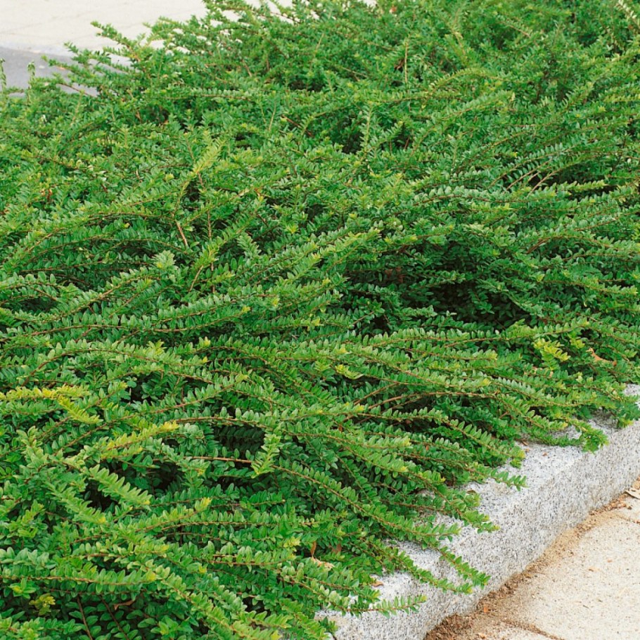 Жимолость шапочная Мосс Грин