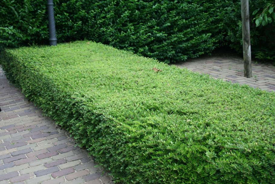 Жимолость шапочная Lonicera pileata