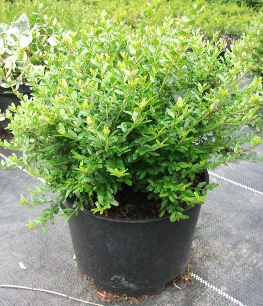 Жимолость блестящая (Lonicera nitida)