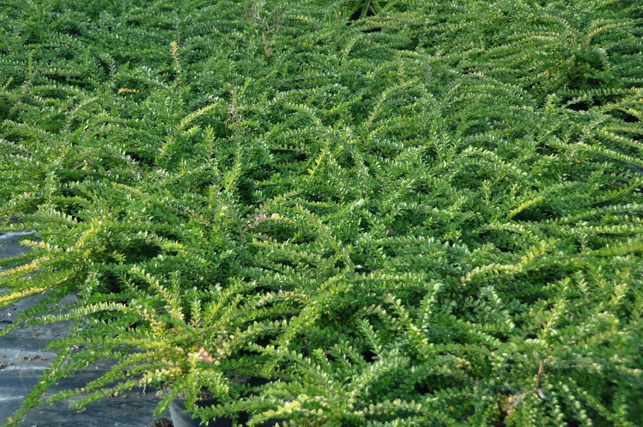 Жимолость шапочная вечнозеленая