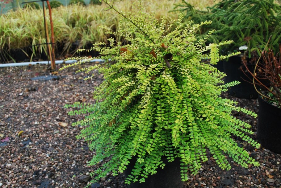 Жимолость шапочная Lonicera pileata