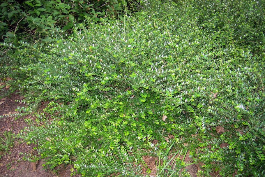 Жимолость блестящая Майгрюн