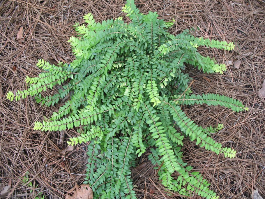 Жимолость шапочная