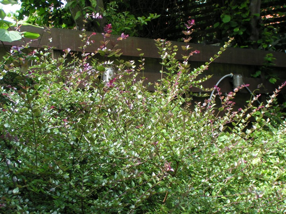 Жимолость блестящая (Lonicera nitida)