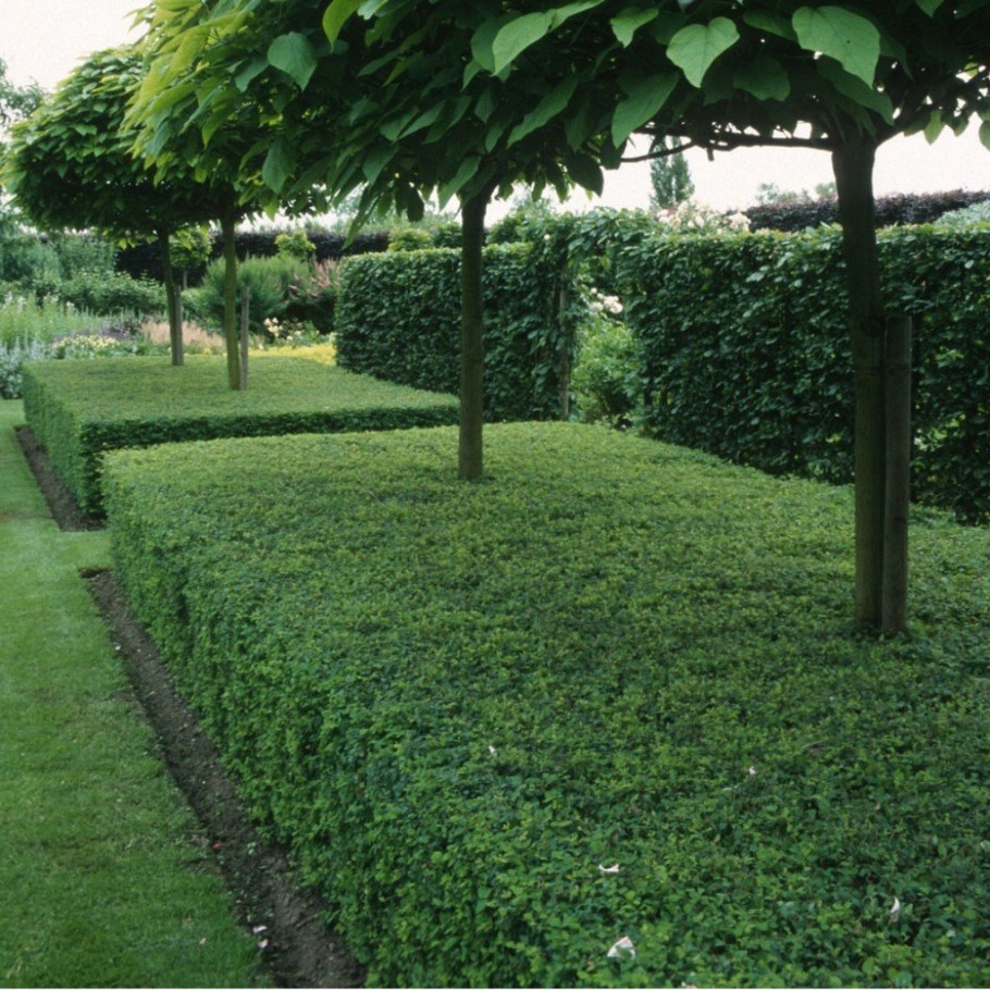 Жимолость блестящая Живая изгородь