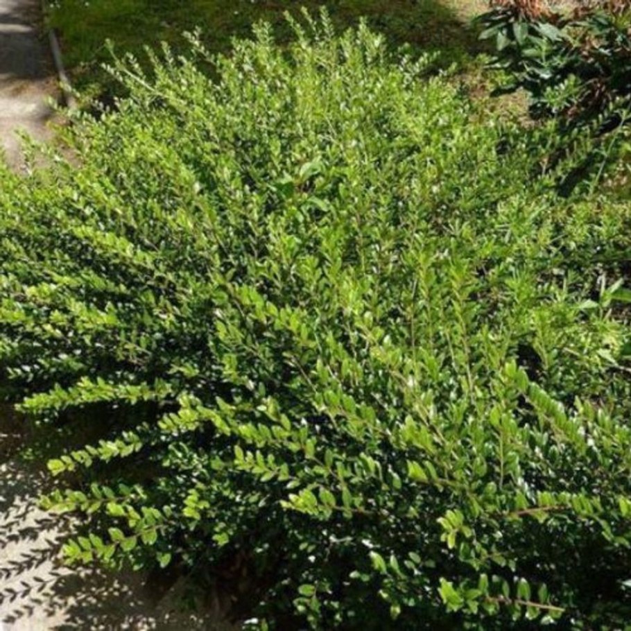 Жимолость Майгрюн