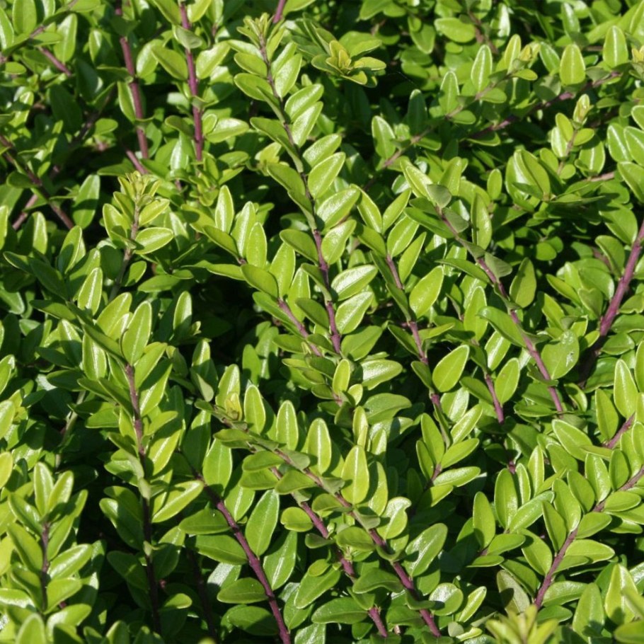 Жимолость блестящая (Lonicera nitida)