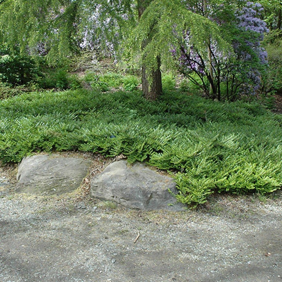 Lonicera pileata 'Moss Green'