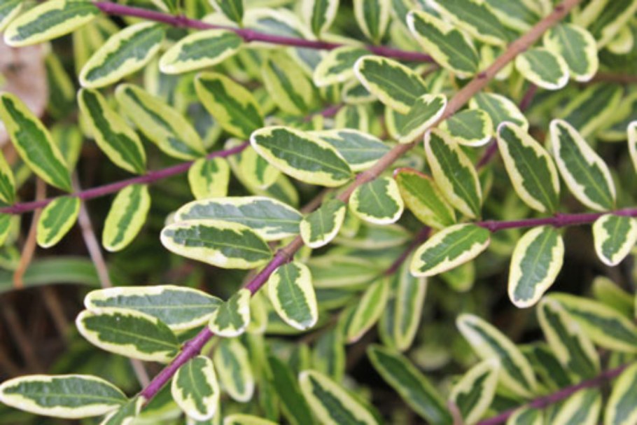 Жимолость шапочная Мосс Грин