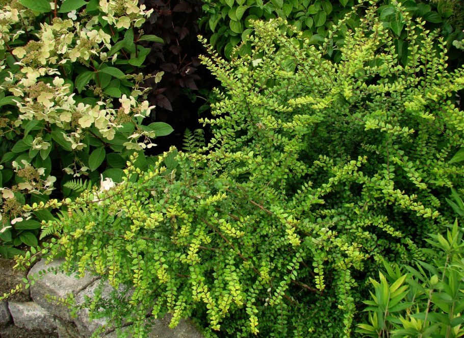 Барбарис Тунберга erecta