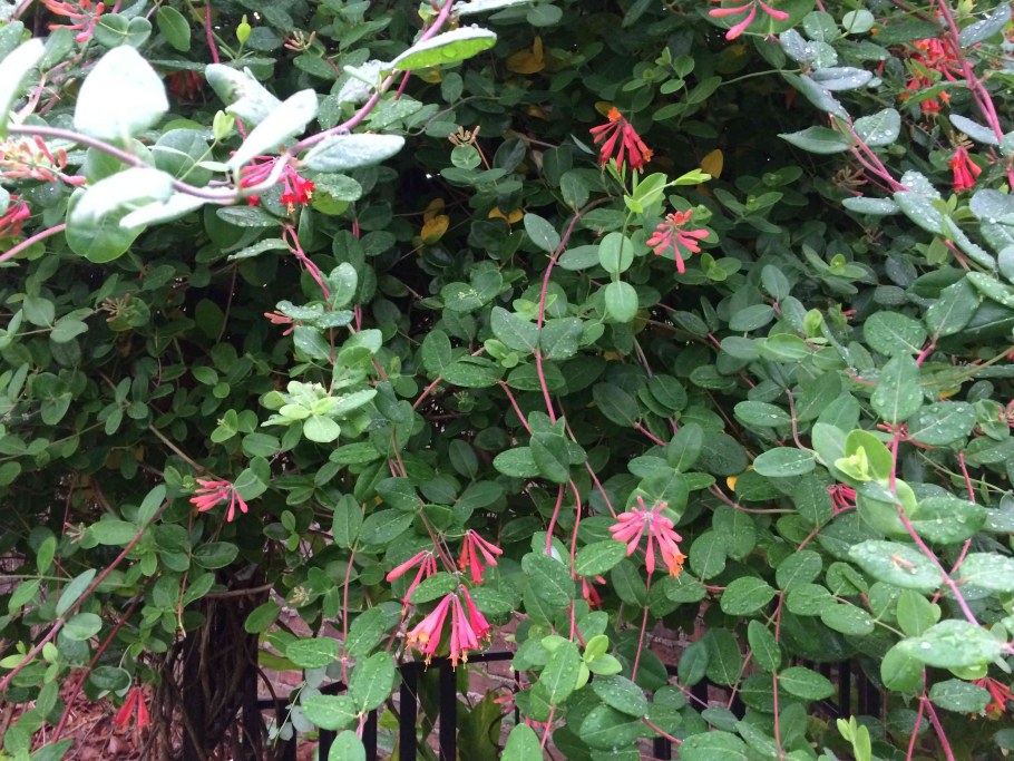 Жимолость вечнозеленая Лиана