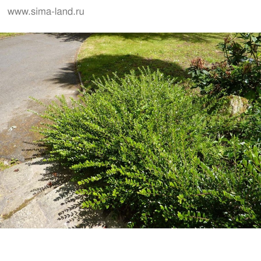 Жимолость шапочная Вариегата