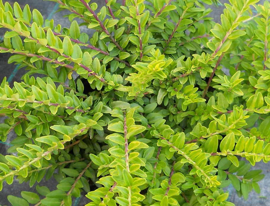 Жимолость шапочная Вариегата