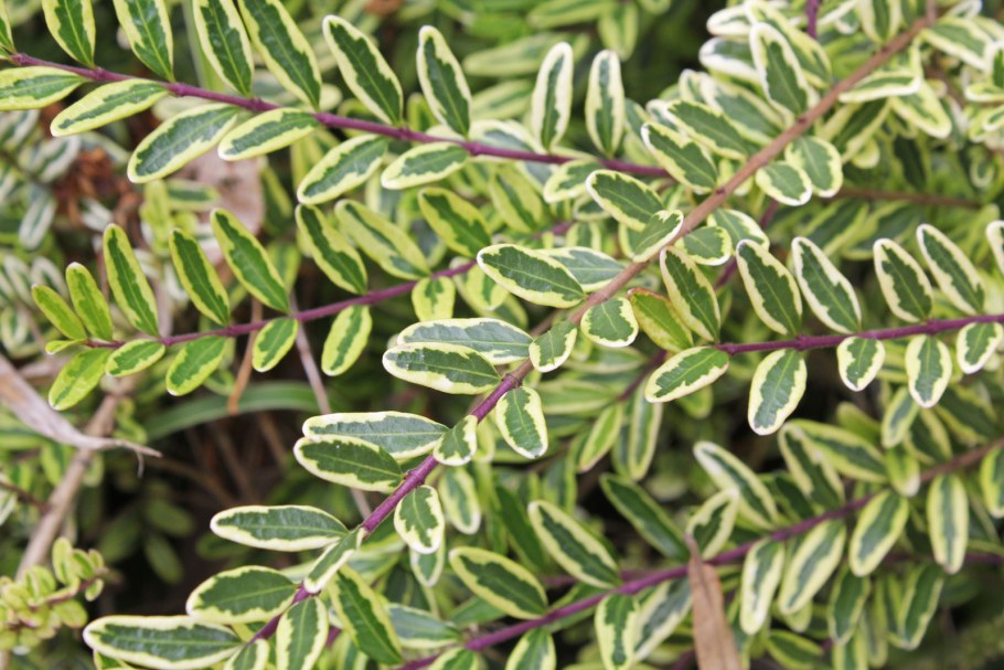 Жимолость шапочная Вариегата