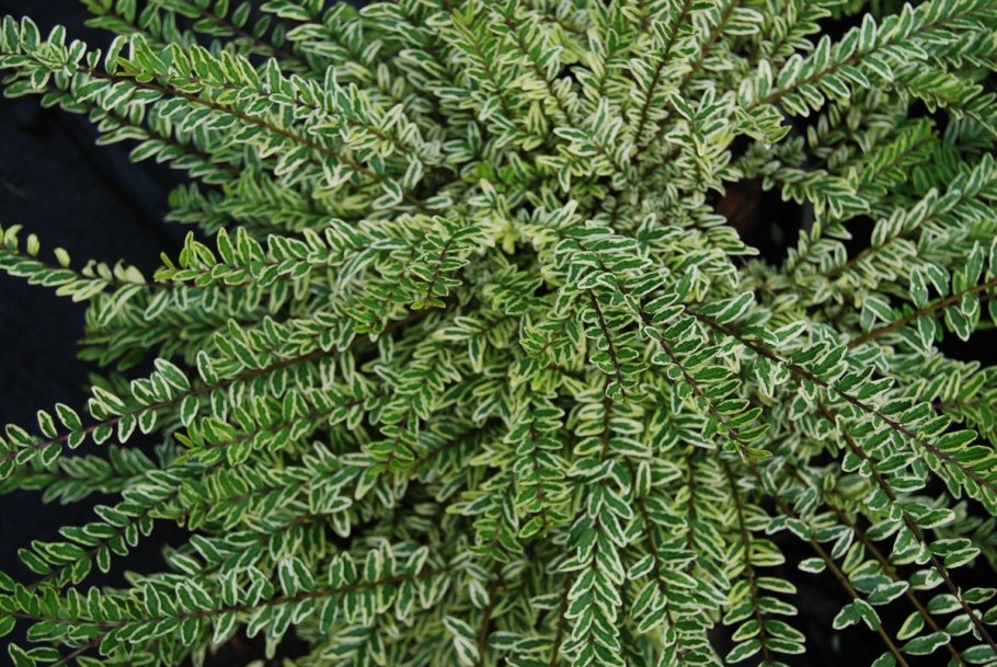 Жимолость блестящая Майгрюн