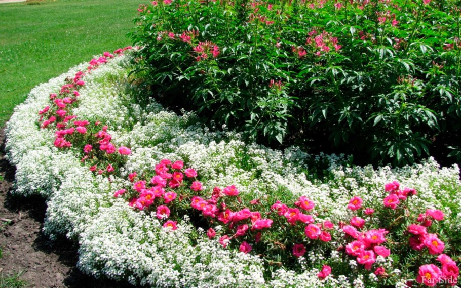 Годеция и алиссум