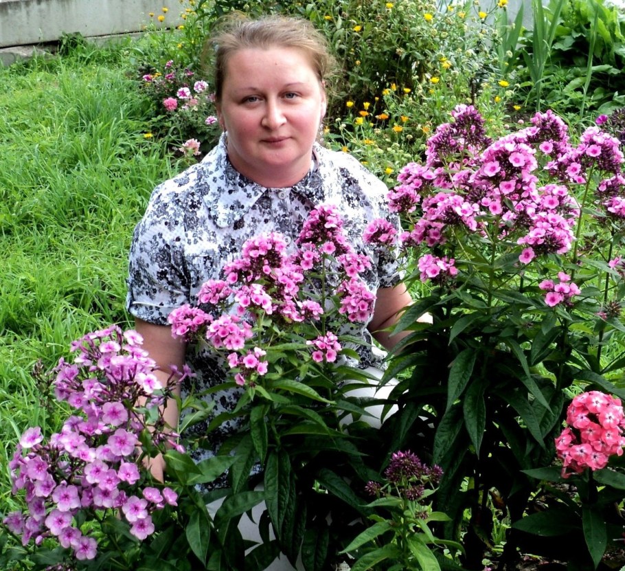 Годеция на клумбе