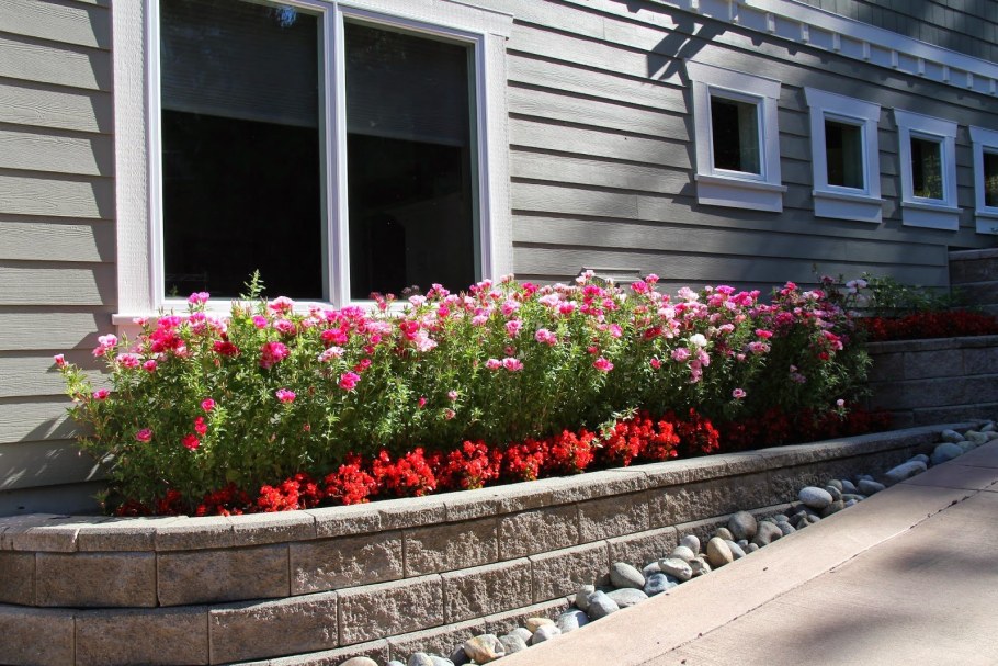 Годеция Монарх на клумбе