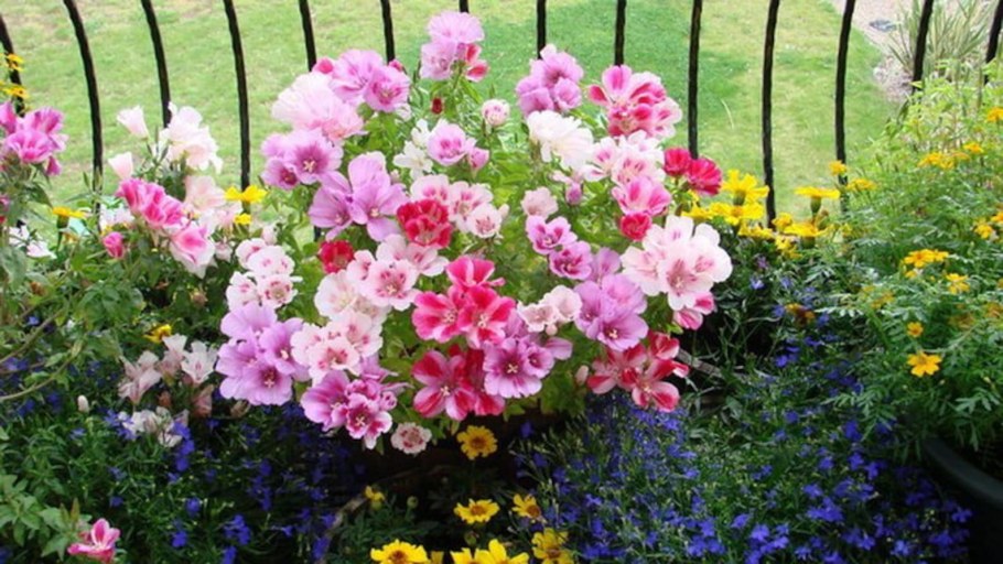 Годеция Монарх на клумбе