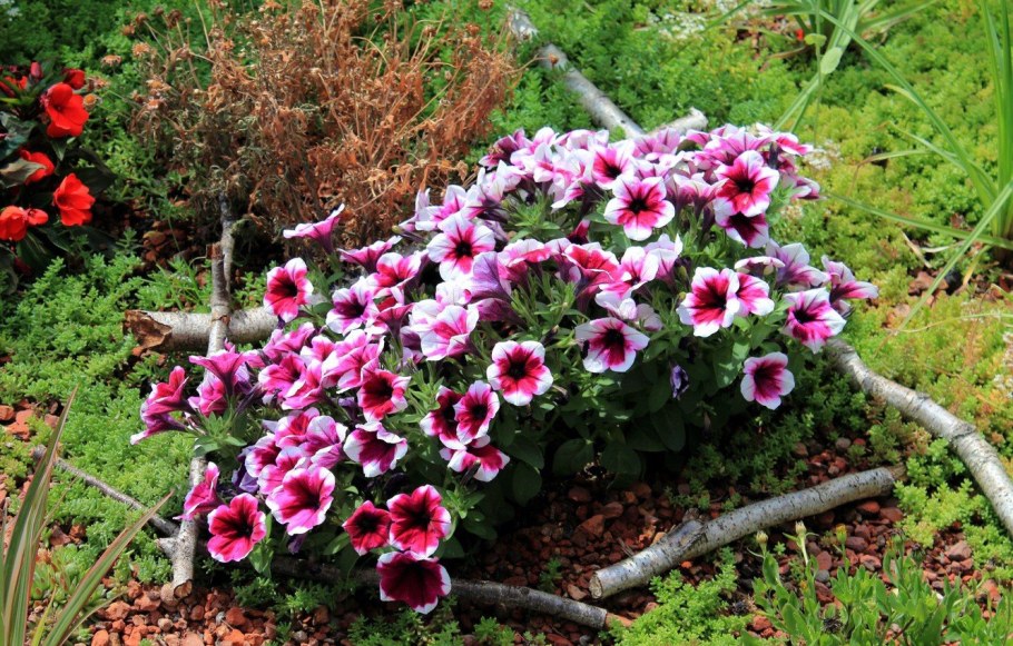 Калибрахоа на клумбе