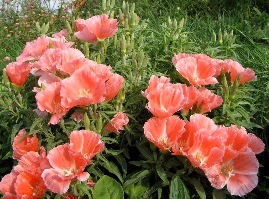 Цветы годеция Монарх