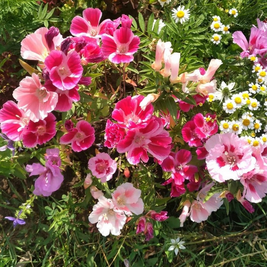 Цветы годеция Монарх