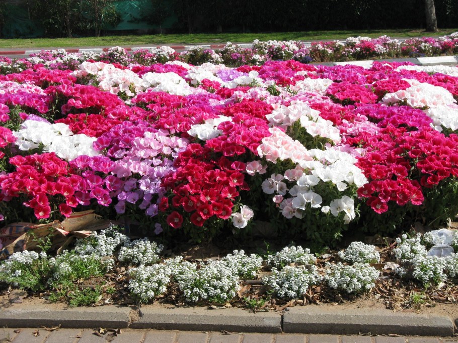 Кларкия годеция