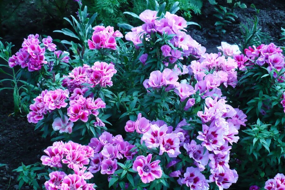 Годеция азалиецветковая