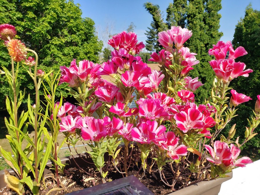 Годеция Монарх рассада