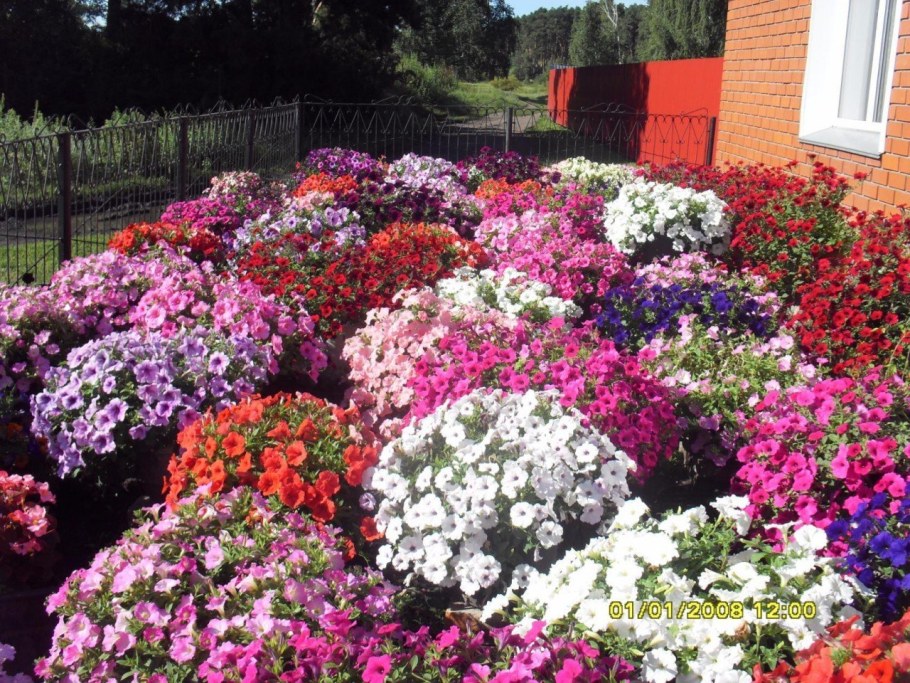 Алиссум и петуния