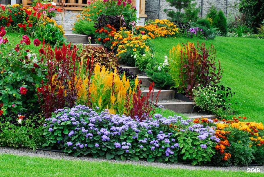 Годеция Монарх на клумбе