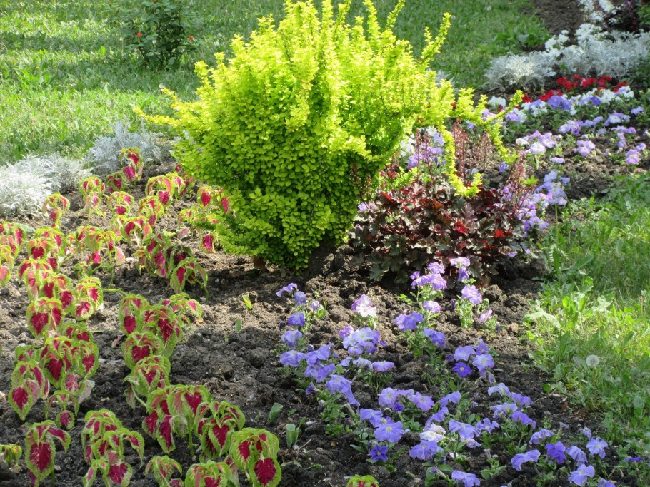 Клумбы из годеции