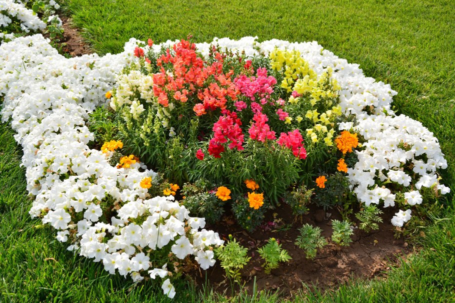 Львиный зев и бархатцы на клумбе