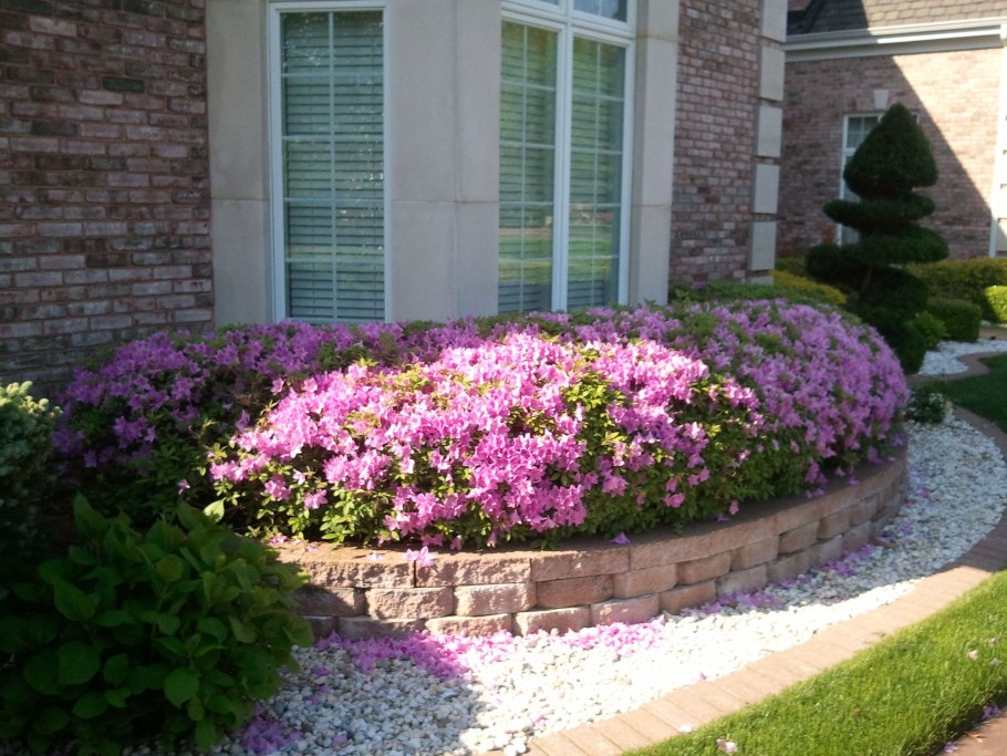 Клумба с рододендроном