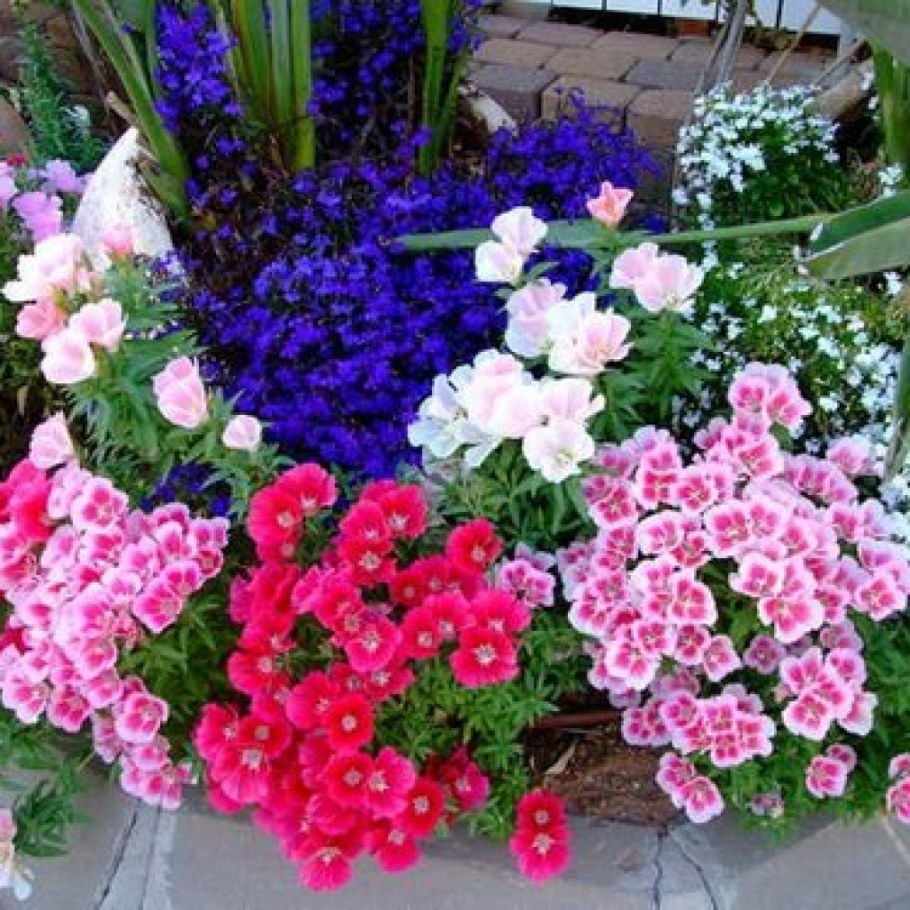 Вербена , годеция