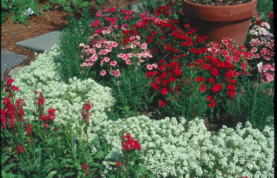 Левкой алиссум