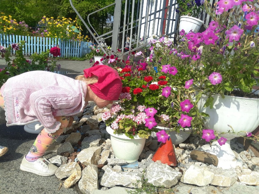 Годеция в цветнике